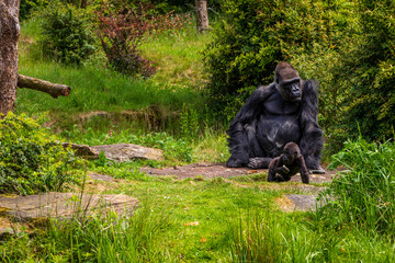Fototapeta premium Gorilla in the Apenheul Monkey Park in the Netherlands