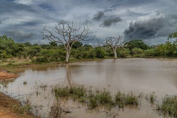 Yala National Park dry trees with dynamic sky Sri Lanka - obrazy, fototapety, plakaty