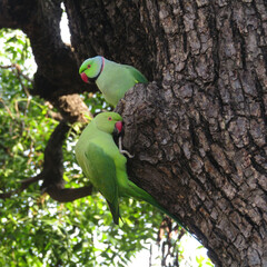 Two Parrots