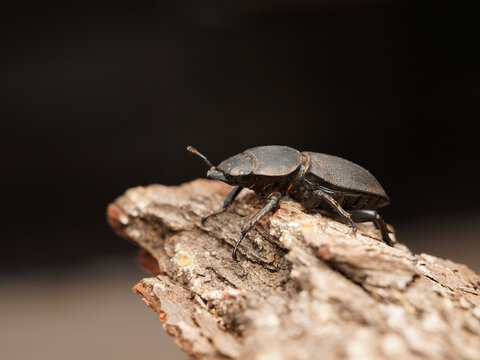 coleopteros