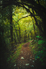 Fototapeta premium Hiking path through the woods on autumn day