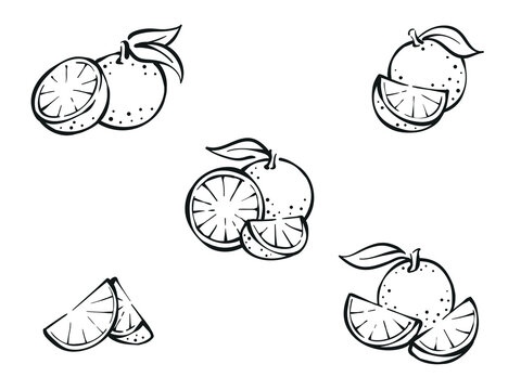 Set of orange slices drawing collection sketch illustration vector juicy orange fruit 