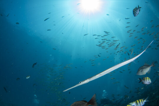 Blue spotted cornetfish underwater portrait Fistularia commersonii