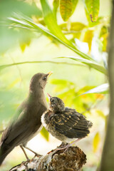 baby bird being fed by its mother in the tree nature
