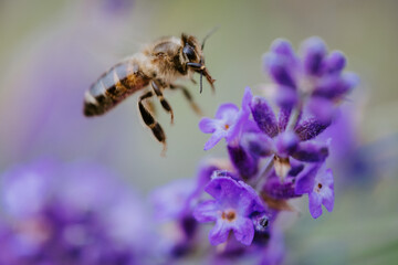 Honigbiene im Anflug auf eine Blüte einer lila Lavendellpflanze 