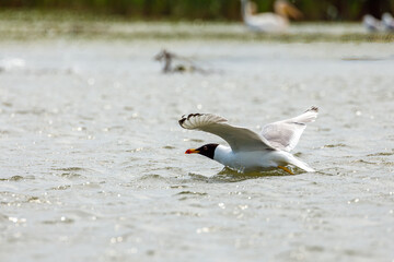 A black-headed gull on the water