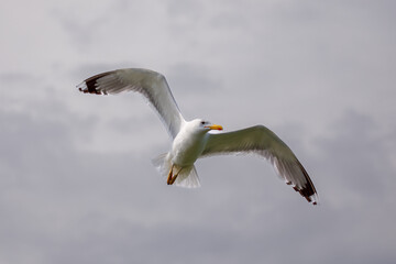 A gull in the air