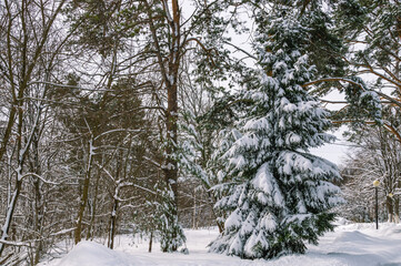 White snow on trees in winter. Coniferous forest in winter. Snow-covered branches of trees and shrubs after a snowfall. Pine trees in the winter season. Nature in the forest in winter.