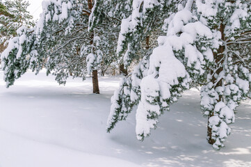 White snow on trees in winter. Coniferous forest in winter. Snow-covered branches of trees and shrubs after a snowfall. Pine trees in the winter season. Nature in the forest in winter.