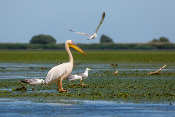 A pelican in the wilderness of the Danube Delta in Romania