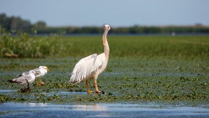 A pelican in the wilderness of the Danube Delta in Romania