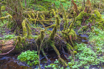 Fallen trees covered with moss in a old growth forest