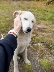 Woman's  Hand Stroking White Stray Dog Affectionatel