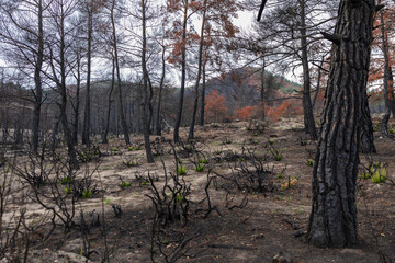 Dadia forest Restoration & Regrowth After Wildfire Evros Greece