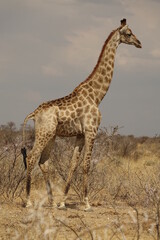 Obraz na płótnie Canvas Girafe