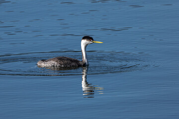 Western or Swan Grebe (Aechmophorus occidentalis)