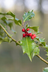 Holly Ilex aquifolium in close view in a deciduous forest in Central France