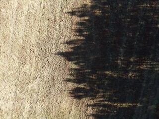 Ombre des pins en automne