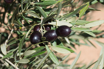 Aceitunas picual