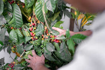 An Hispanic man is looking at some red coffee beans growing