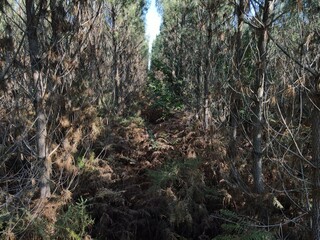 Au coeur d'une forêt de pins