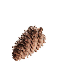 Pine cone nut in skin on isolated background