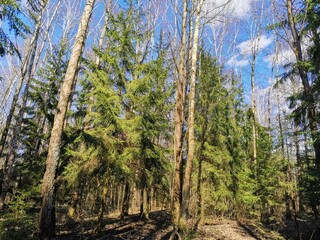 pine forest in autumn