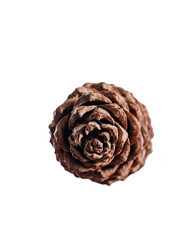 Pine cone nut in skin on isolated background