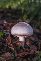 Season white porcini mushrooms in the forest. The fall season picks mushrooms. Healthy vegetarian foods that grow in nature. organic wooden plants