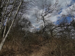 trees in the forest 