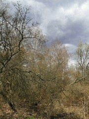 trees and clouds