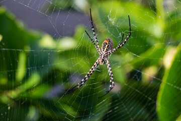 Obraz premium Wasp spider (Argiope bruennichi) from Madeira.