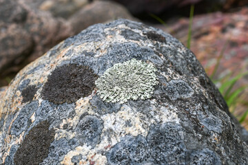 Circles of lichen on a stone