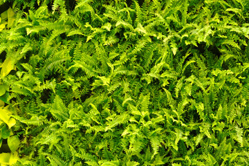 Green leaves texture background, colorful leaves, nature concept, tropical leaf.