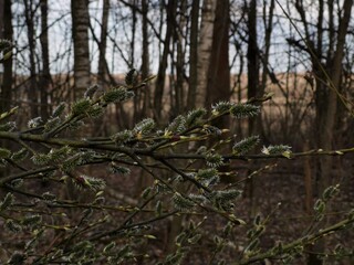 trees in the spring forest 