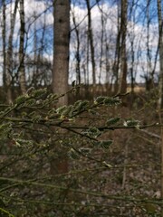 forest in spring 