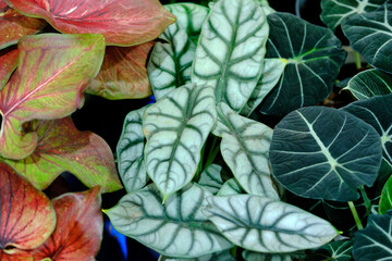 Green leaves texture background, colorful leaves, nature concept, tropical leaf.