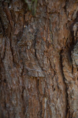 Brown bark peeling off the tree