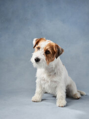 beautiful portrait of wirehaired jack russell terrier. Dog on blue texture background in studio