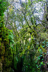 Le Bois De Païolive en Ardèche