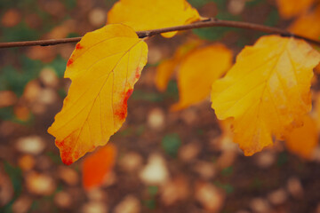 Autumn mood. Yellow leaf on the tree