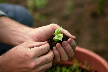 Close-up of a green leaf of a plant. Hands tamp the earth around the seedling. Open ground. Top view.
