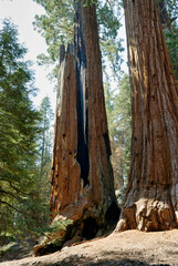 Sequoia National Park, visiting the Giant Forest