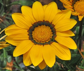 Gazania rigens (syn. G. splendens), sometimes called treasure flower