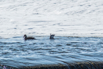ducks on a frozen river