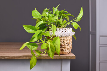 Tropical 'Epipremnum Aureum Lemon Lime' houseplant with neon green leaves in basket flower pot on...