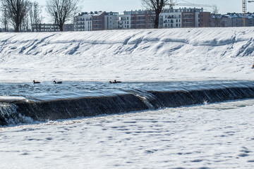 ducks on a frozen river