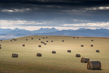 Round hay bales sit on a harvested field overlooking the Canadian Rockies along the Cowboy Trail Alberta Canada.