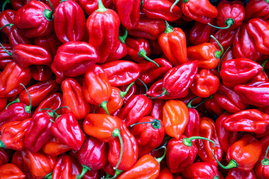 Bright Red Scotch Bonnet Chilli Peppers 