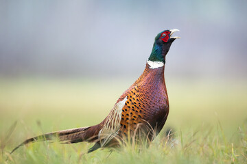 male Common pheasant Phasianus colchius Ring-necked pheasant in natural habitat, grassland in early winter